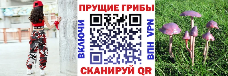 Купить закладки  Кола  Псилоцибиновые грибы GOLDEN TEACHER 